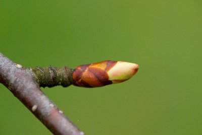 Betula maximowicziana - bříza maximovičova - pupen
